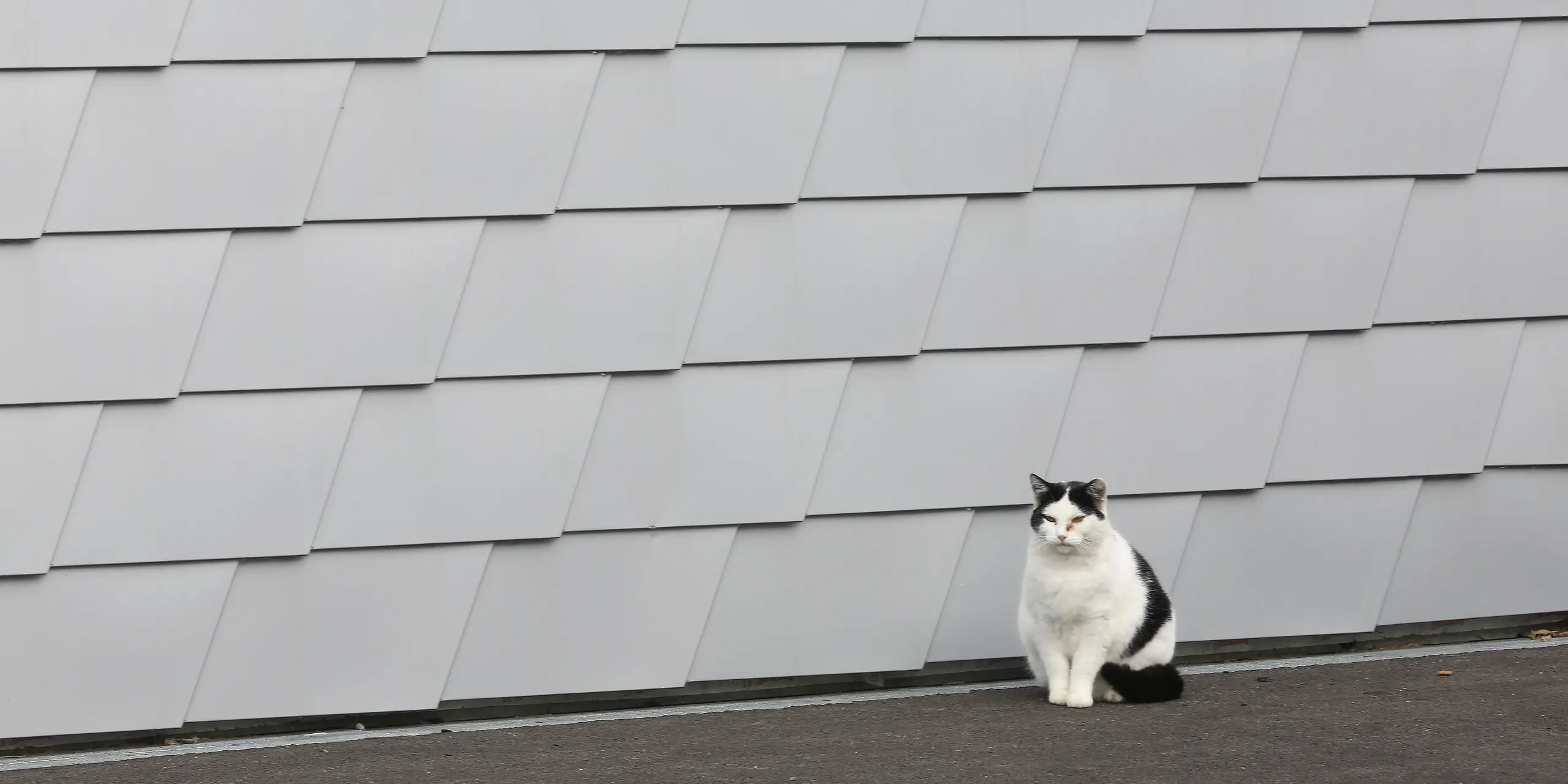 Un chat est assis devant le refuge animalier de Mulhouse. En arrière-plan, vous pouvez voir la façade PREFA composée de bardeaux de couleur argent métallisé.